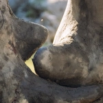 Great Rhino Deluxe слот - тихие размышления о природе азартных игр