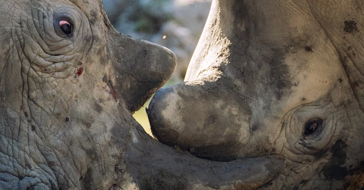 Great Rhino Deluxe слот - тихие размышления о природе азартных игр